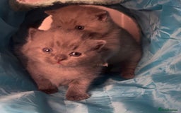 British Shorthair cats for sale: British Shorthair Kittens - Image 11