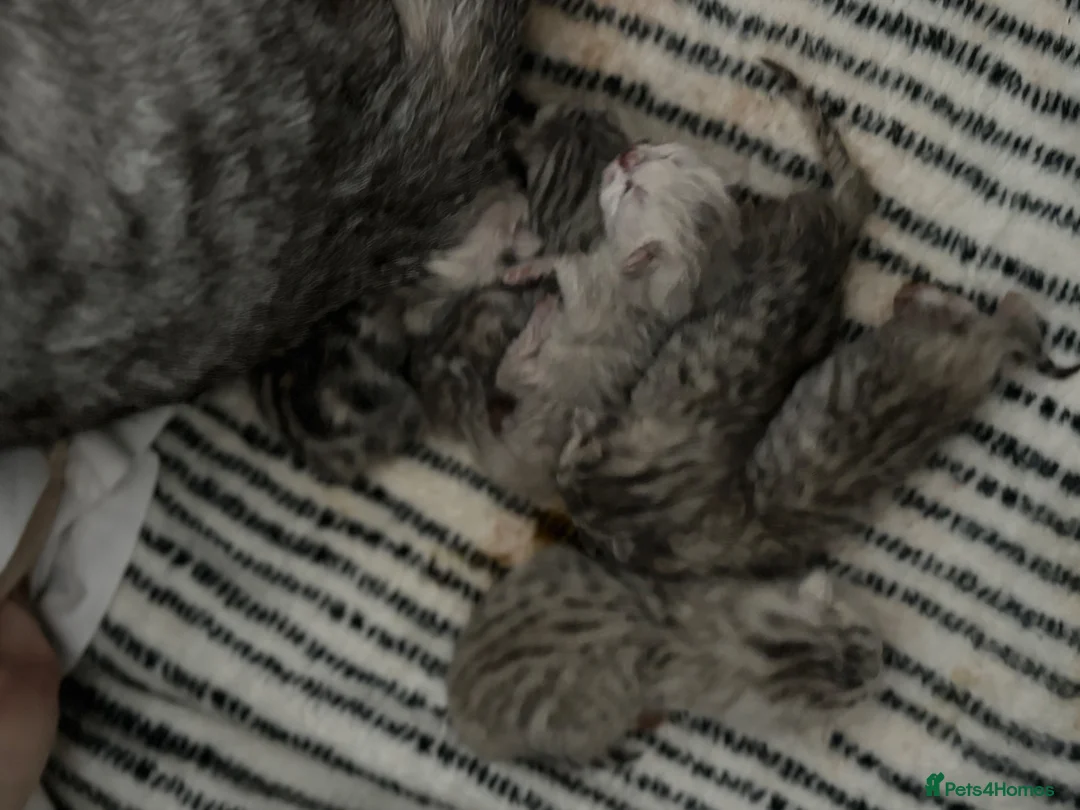 British Shorthair cats for sale: Stunning Snow Spot Kittens (GCCF) - Advert 2