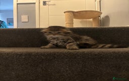 Scottish Fold cats for sale: RARE Triple folded ear Scottish fold kittens  - Image 12