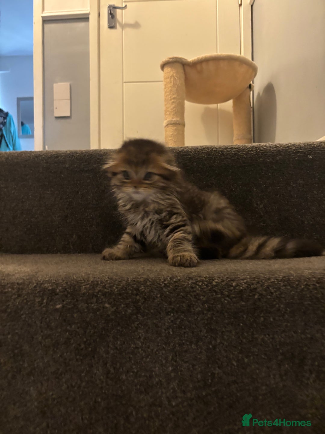Scottish Fold cats for sale: RARE Triple folded ear Scottish fold kittens  - Image 12