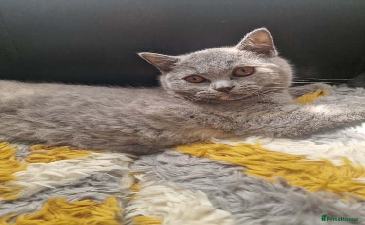 British Shorthair cats in Sunderland - Advert 7