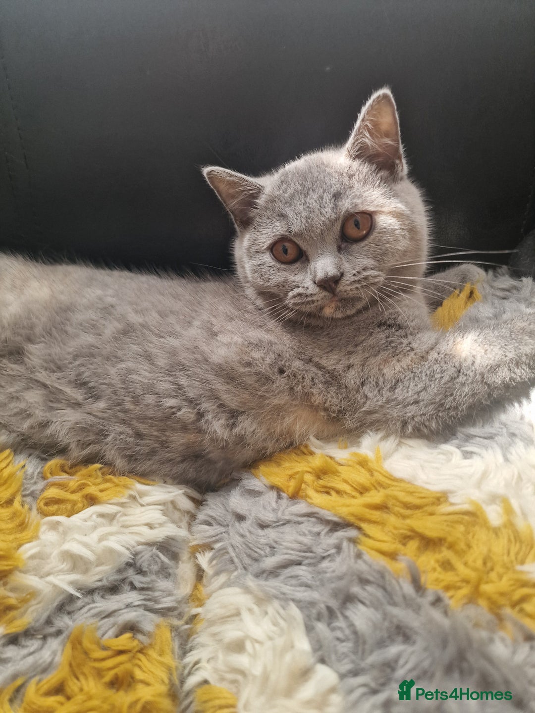 British Shorthair cats for sale: British shorthair kitties pure breed  in Sunderland - Image 1