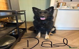 German Shepherd dogs for sale: 🐾 Beautiful German Shepherds 🐾 - Image 2