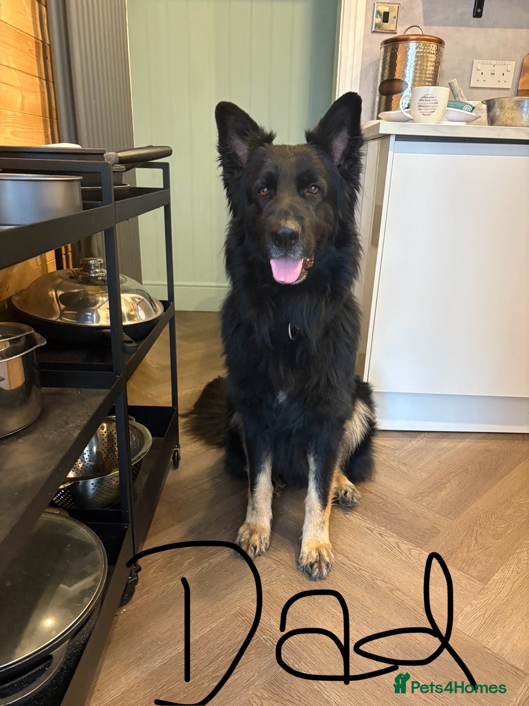 German Shepherd dogs for sale: 🐾 Beautiful German Shepherds 🐾 - Image 2