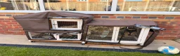 Mini Lop rabbits for sale: Friendly mini lop 1 year old - Advert 4
