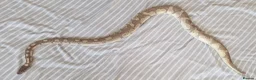 Python Snake reptiles for sale: Male adult butter enchi royal python - full set up in Eastleigh - Advert 3