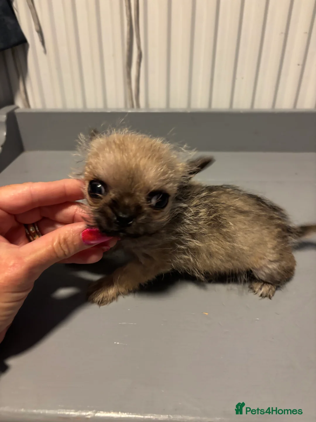 Chihuahua dogs for sale:  **  Chihuahua in Halstead - Advert 2