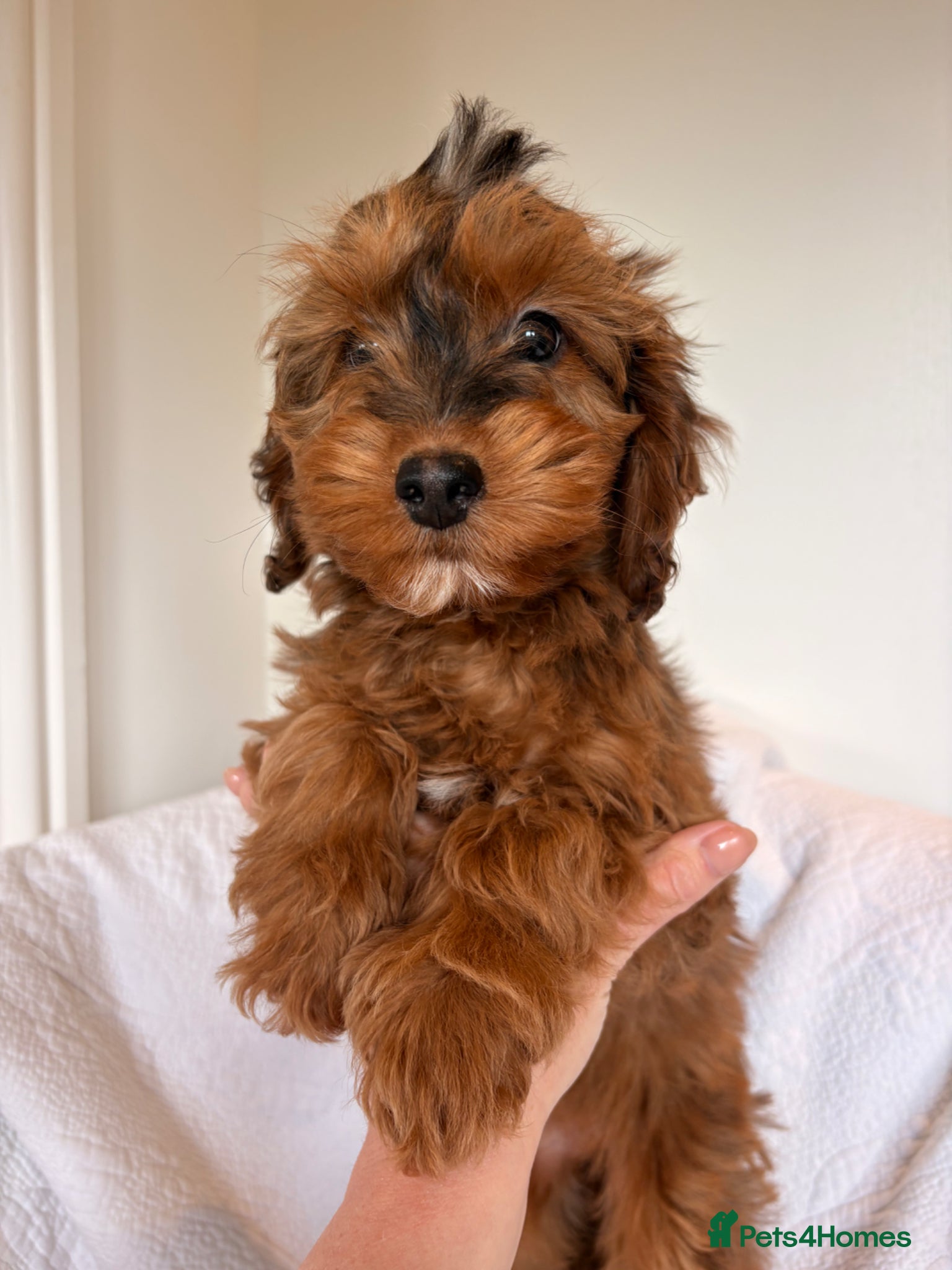 Cockapoo dogs LICENSED BREEDER HEALTH TESTED COCKAPOOS - Advert 2