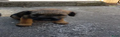 Border Terrier 5