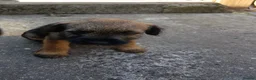 Border Terrier dogs for sale: KC registered puppies in Swansea - Advert 5