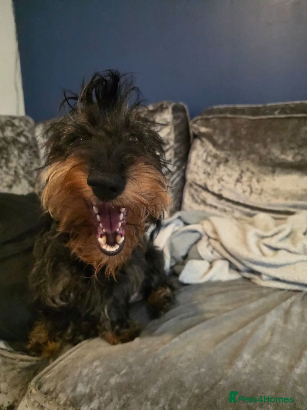 Dachshund dogs for sale: 3 dachshund puppies available  in Horley - Advert 21