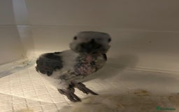 Parrots birds for sale: Baby Hand-reared African Grey - Image 2