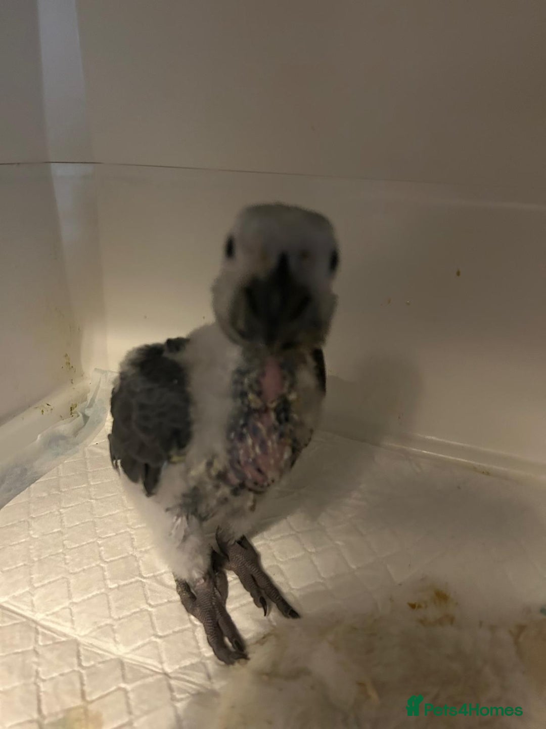 Parrots birds for sale: Baby Hand-reared African Grey - Image 2