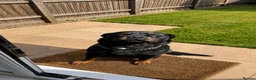 Rottweiler dogs for sale: Beautiful, Loyal Rottweiler “Leo”  - Advert 1
