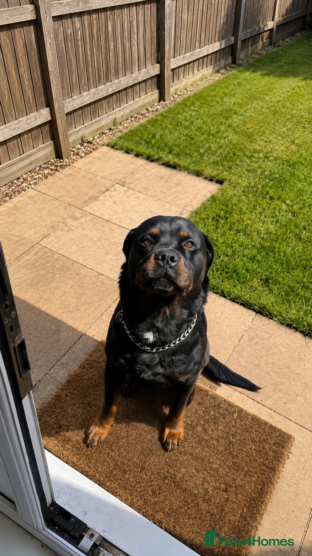 Rottweiler dogs for sale: Beautiful, Loyal Rottweiler “Leo”  - Advert 1