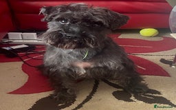 Miniature Schnauzer dogs for sale: Mini Schnauzer Boy - Image 6