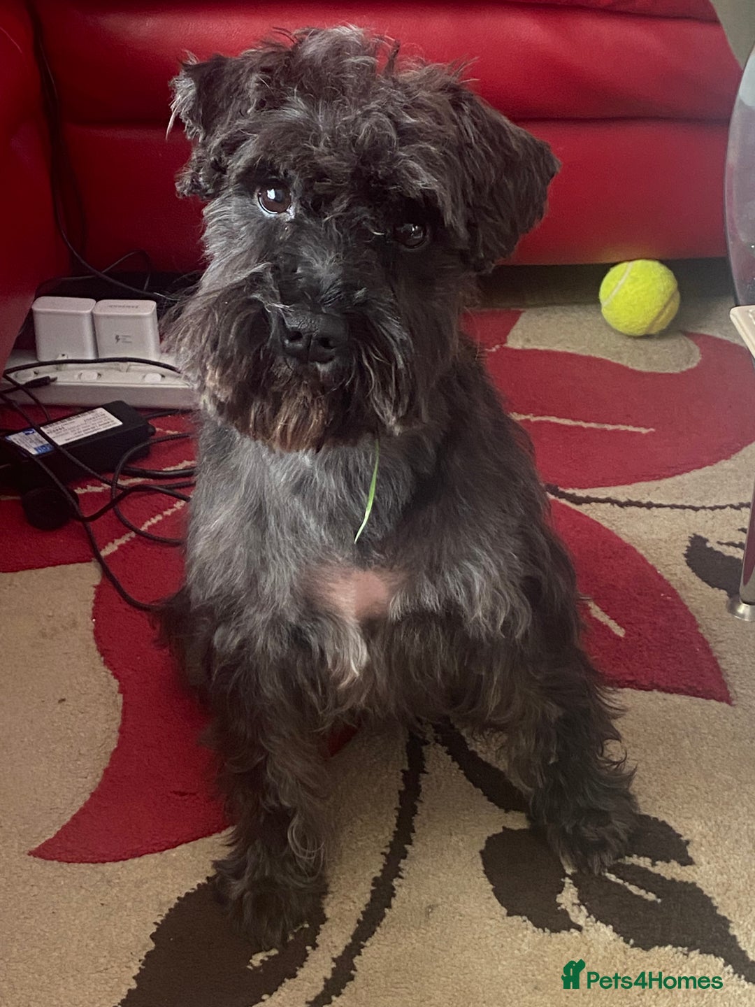Miniature Schnauzer dogs for sale: Mini Schnauzer Boy - Image 6