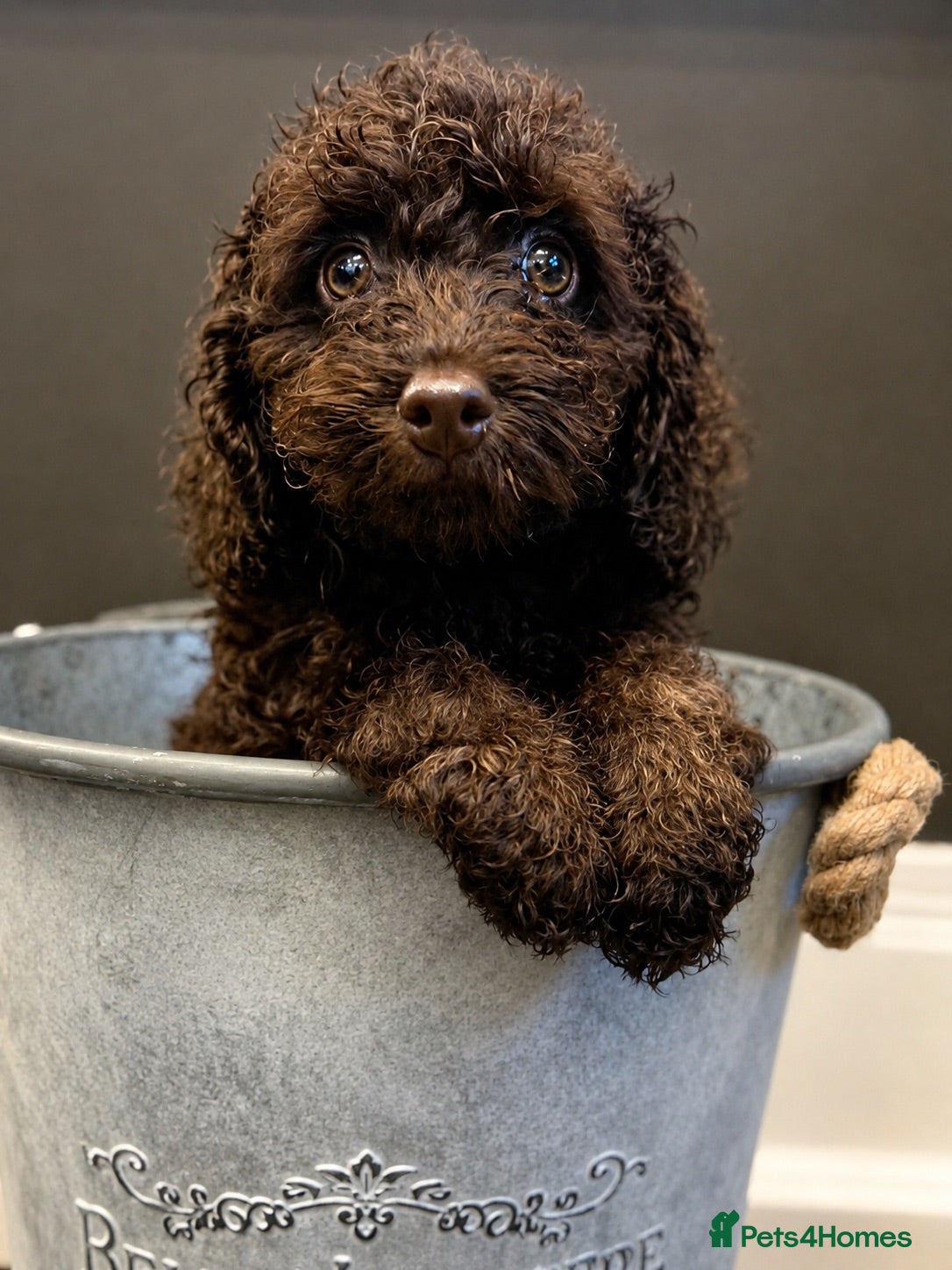 Cockapoo dogs Last Puppy remaining ❤️ f3 cockapoo puppies 🐾 - Advert 17