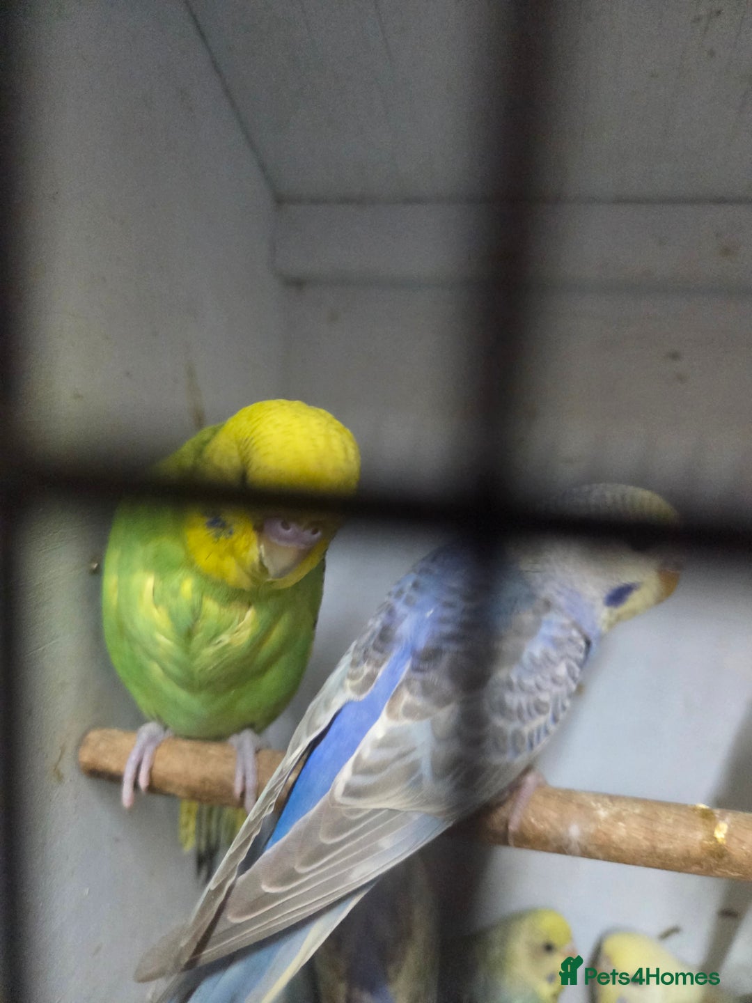Budgerigars birds for sale:  budgies for sale - Advert 15