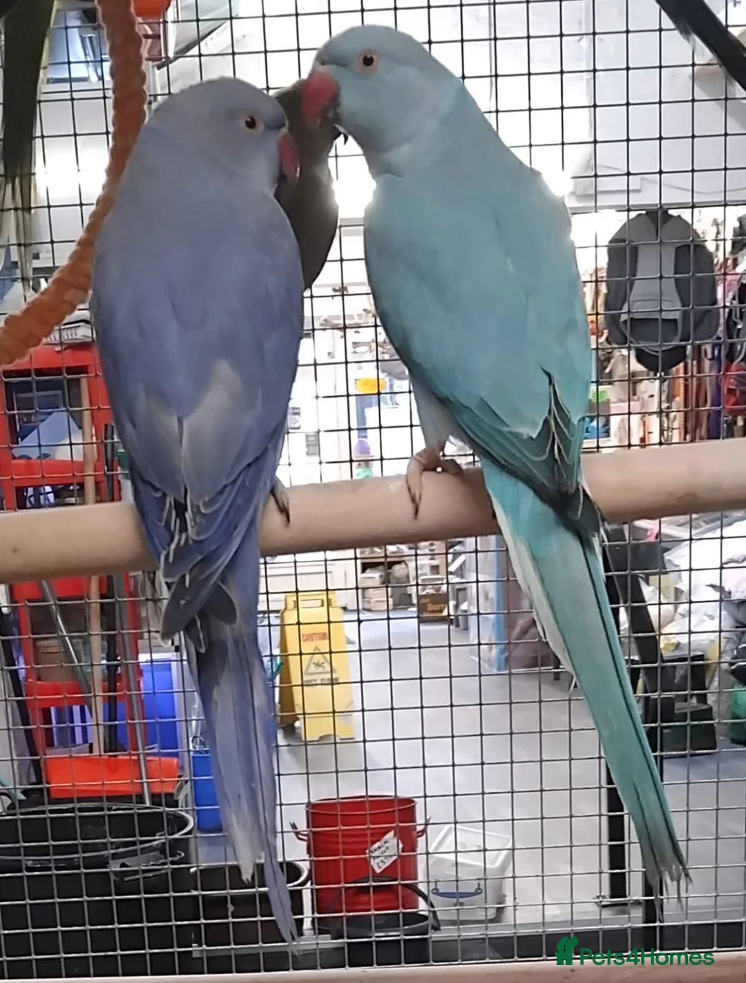 Parrots birds for sale: Parrots/ Parakeets Available  - Advert 27