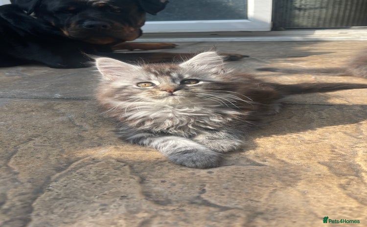 Maine Coon cats - Advert 9