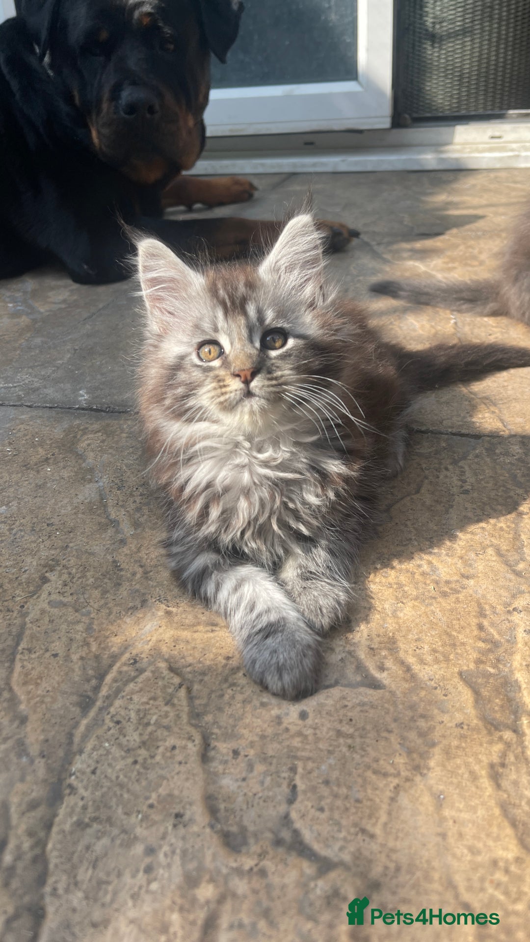 Maine Coon cats for sale: Pure Pedigree Maine Coon kittens | Black Tabby | - Image 1