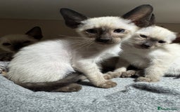 Siamese cats for sale: 6 cute Siamese kittens available  - Image 17