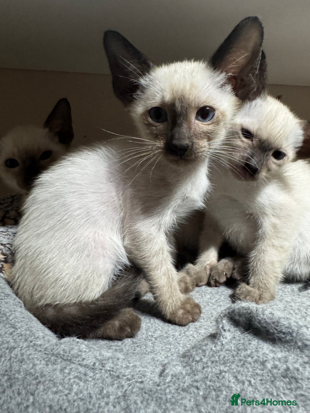 Siamese cats for sale: 6 cute Siamese kittens available  - Image 17