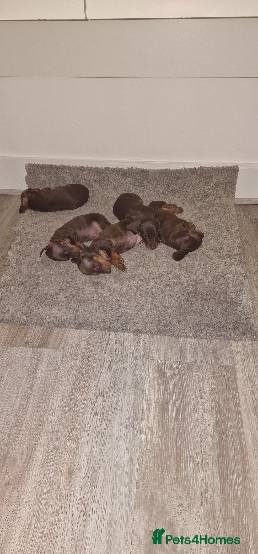 Miniature Dachshund dogs for sale: Miniature dachshund - Advert 6