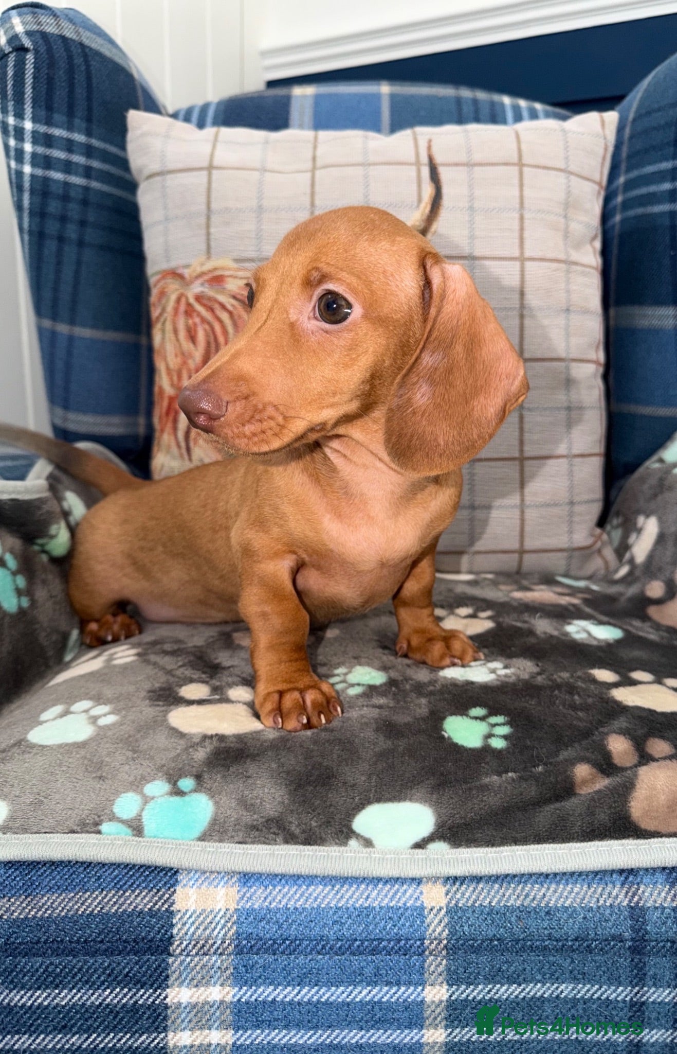 Miniature Dachshund dogs 💙💙One Chocolate Based Red Boy Left💙💙 - Advert 1