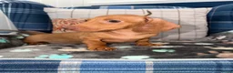 Miniature Dachshund dogs for sale: 💙💙One Chocolate Based Red Boy Left💙💙 - Advert 1