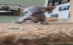 Sphynx cats for sale: Elf Sphynx Kittens  - Image 23