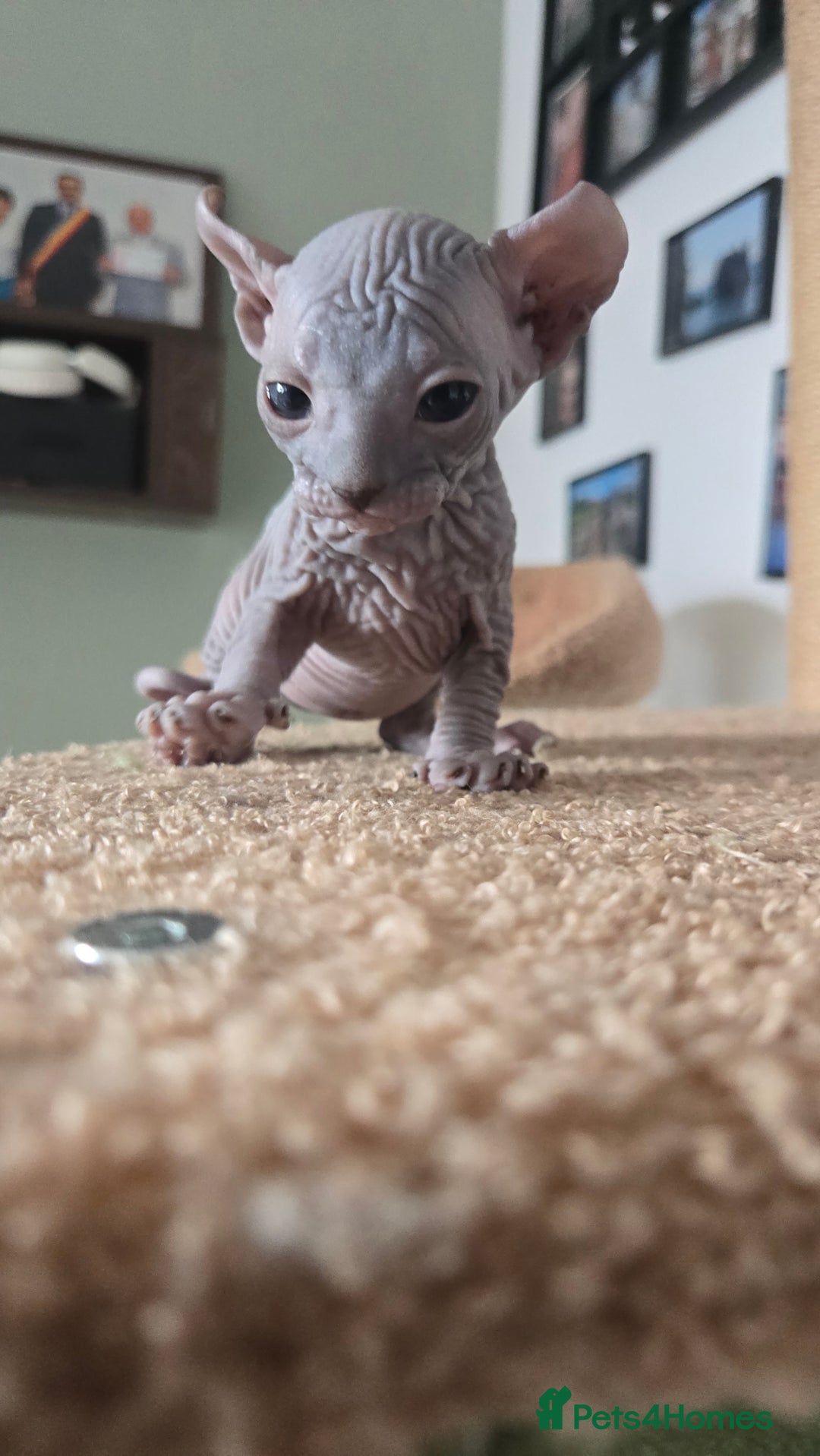 Sphynx cats for sale: Elf Sphynx Kittens  - Image 23