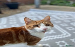 Domestic Shorthair cats for sale: Gorgeous Male Domestic Shorthair Tabby - Image 8