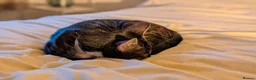 Mixed Breed cats for sale: Beautiful female cat  - Advert 5