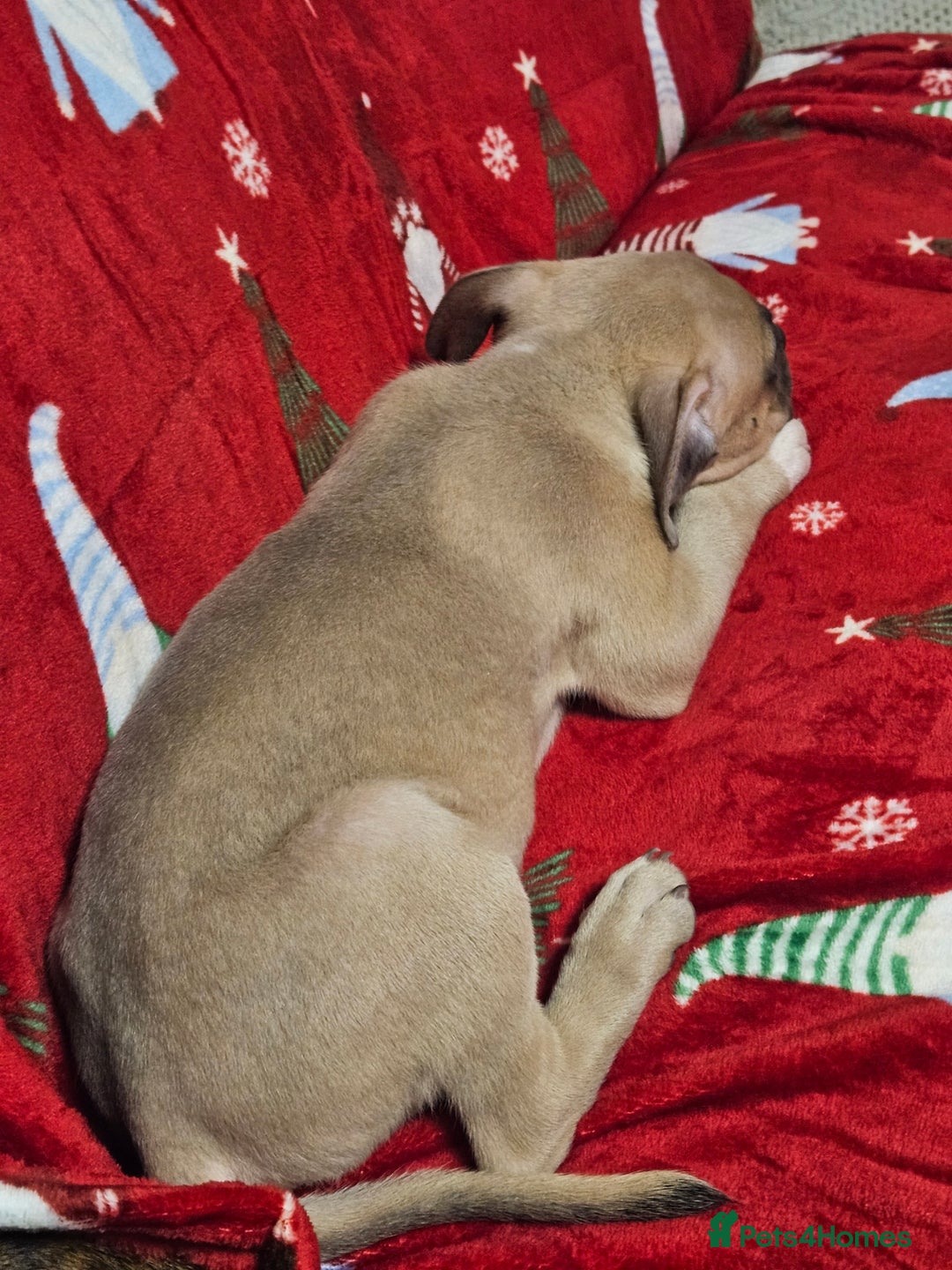 American Bully dogs for sale:  litter of AmericanBully(ABKC)  Standart/Pocket - Advert 4