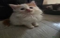 Mixed Breed cats for sale: Beautiful Calico Kittens - Image 2