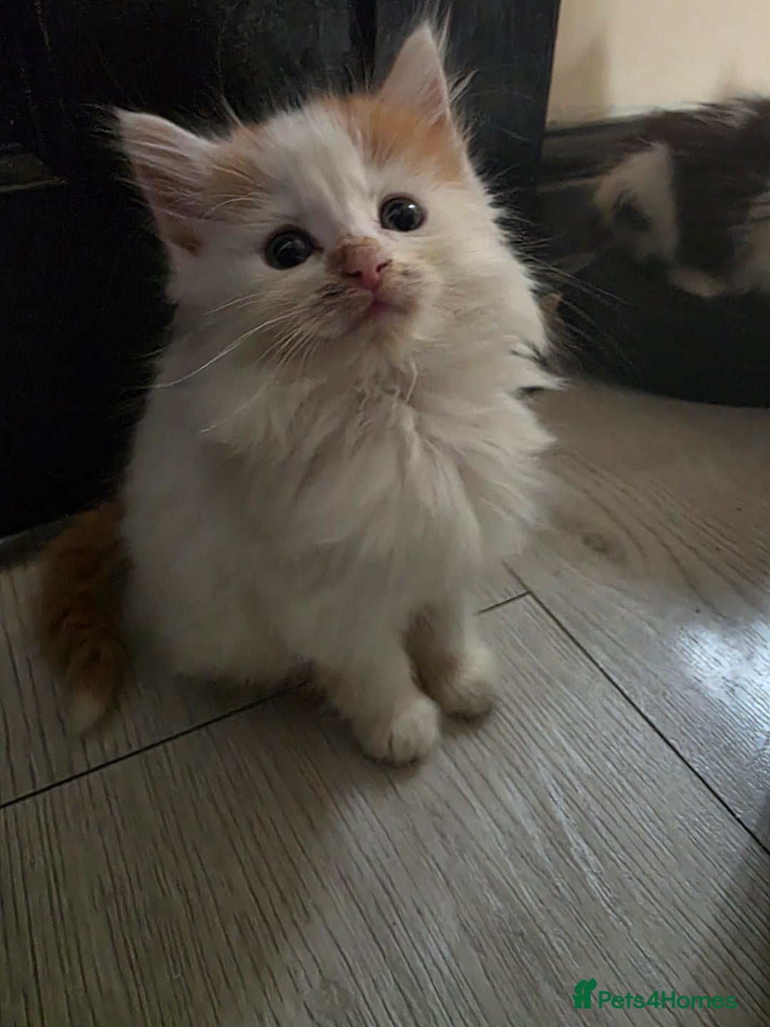 Mixed Breed cats for sale: Beautiful Calico Kittens - Image 2