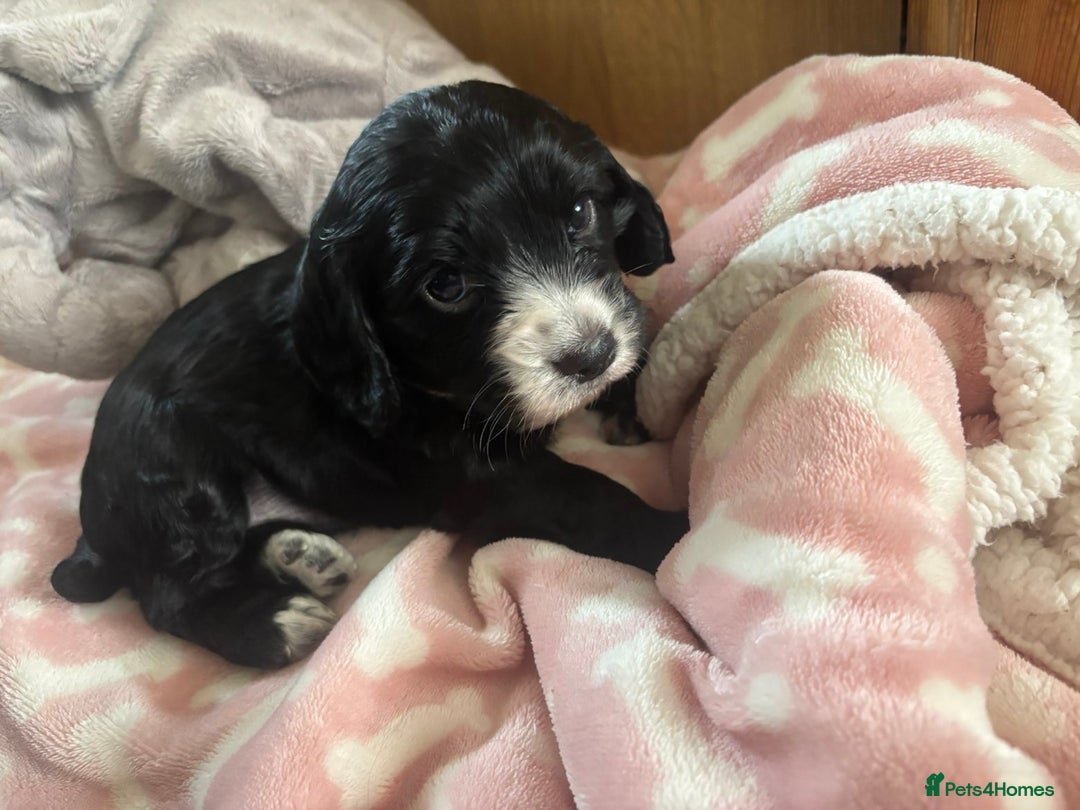 Cocker Spaniel dogs for sale: Working KC cocker spaniels  - Image 9