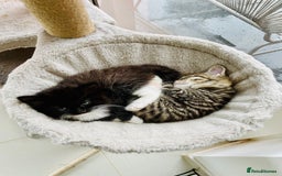 Mixed Breed cats for sale: Bengal x Ragdoll x Tabby kittens ready to go💕 - Image 9