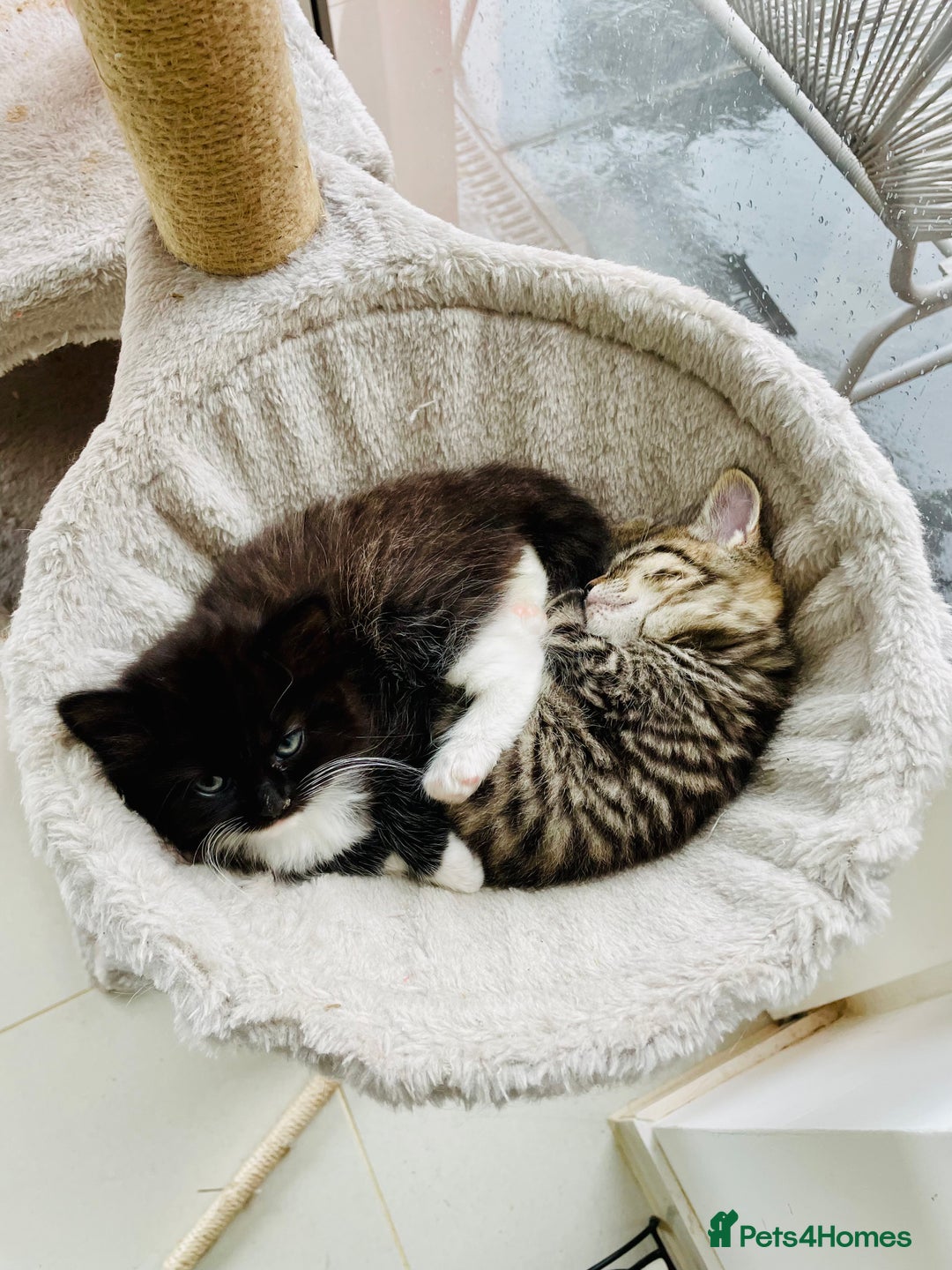 Mixed Breed cats for sale: Bengal x Ragdoll x Tabby kittens ready to go💕 - Image 9