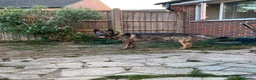 Mixed Breed dogs for sale: Belgium Shepherd Husky Mix in Newbury - Advert 5