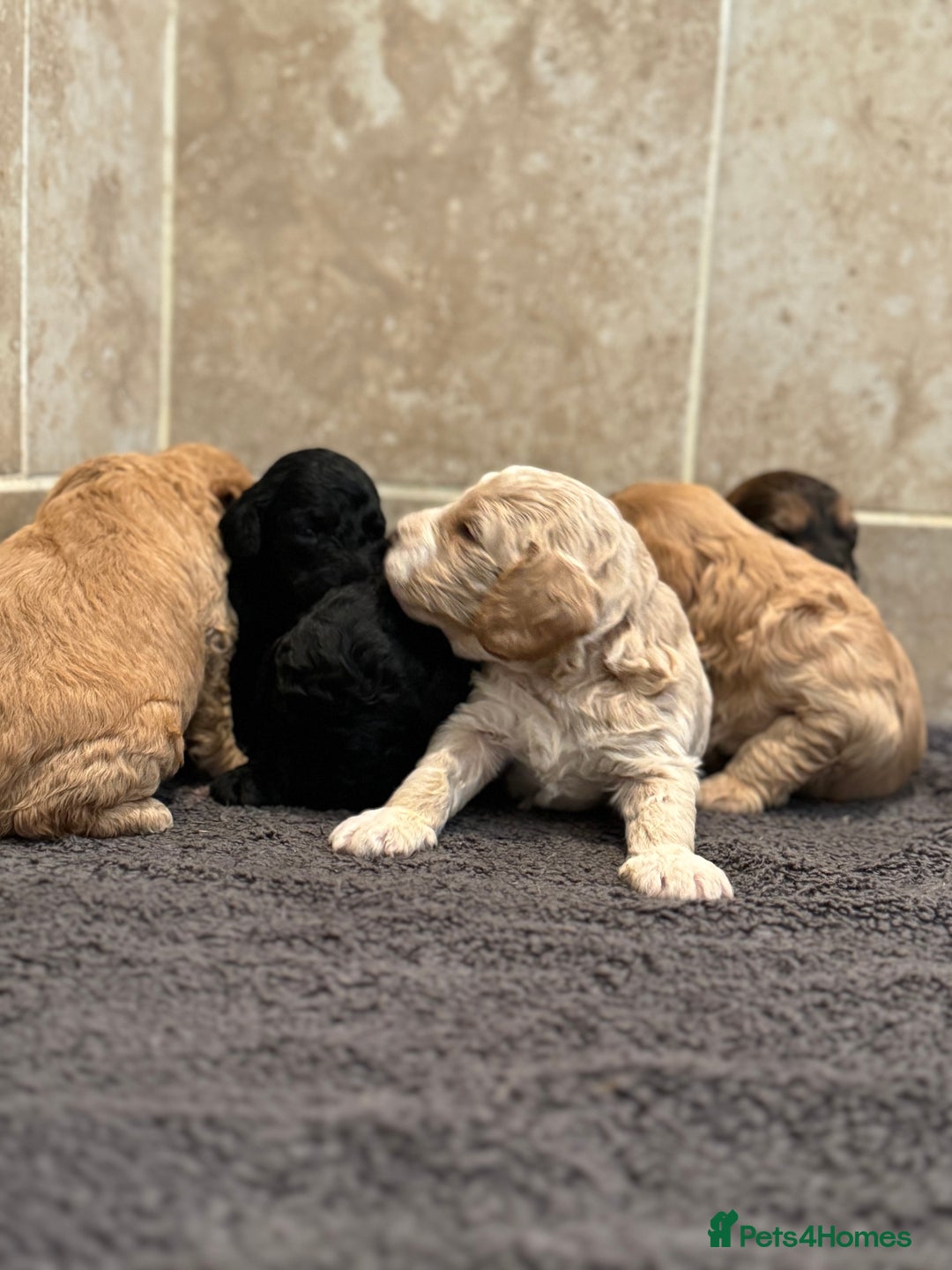 Cockapoo dogs for sale: Beautiful cockapoo puppy’s🩷🩵 - Advert 8