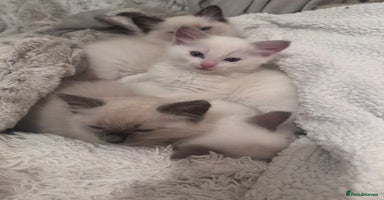 Ragdoll cats - Advert 1