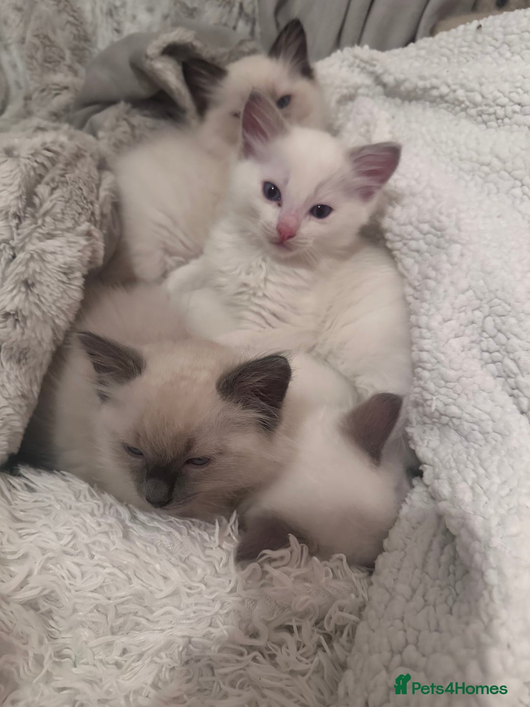 Ragdoll cats for sale: Beautiful Boy Dolls. 🐱 - Image 3