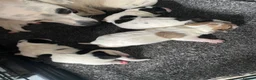 Jack Russell dogs for sale: 5 jack russell puppies for sale  - Advert 11