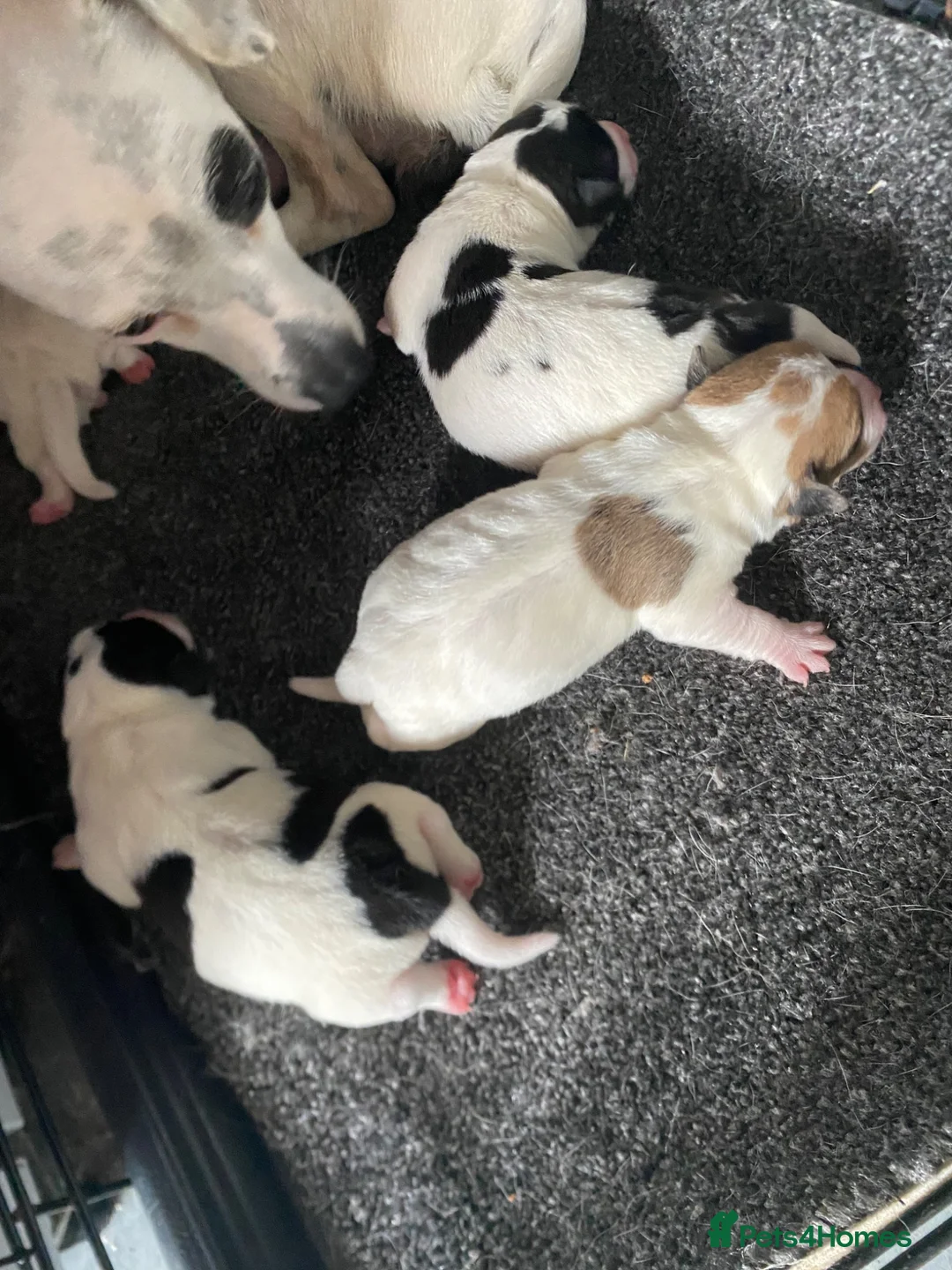 Jack Russell dogs for sale: 5 jack russell puppies for sale  - Advert 11