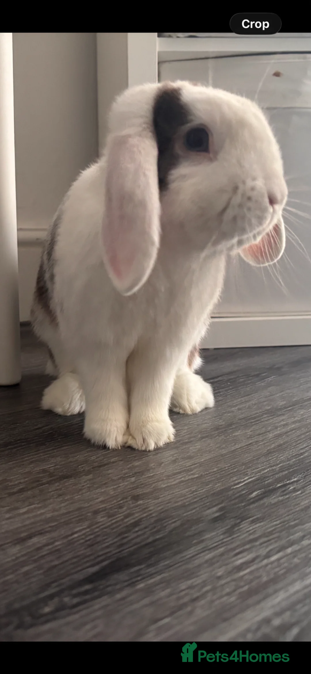Mini Lop rabbits for sale: Beautiful mini lop male rabbit  - Advert 2