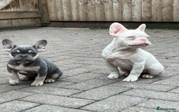 French Bulldog dogs for sale: LAST BOY AMAZING DNA REDUCED  - Image 1