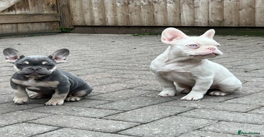 French Bulldog dogs - Advert 5